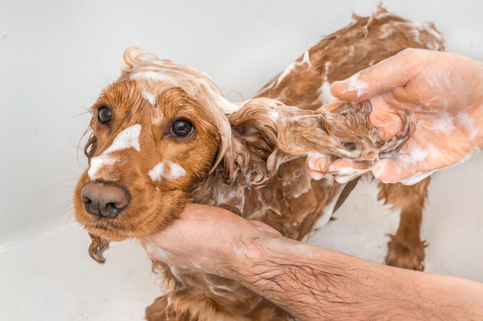 Shampooing pour chien démangeaisons