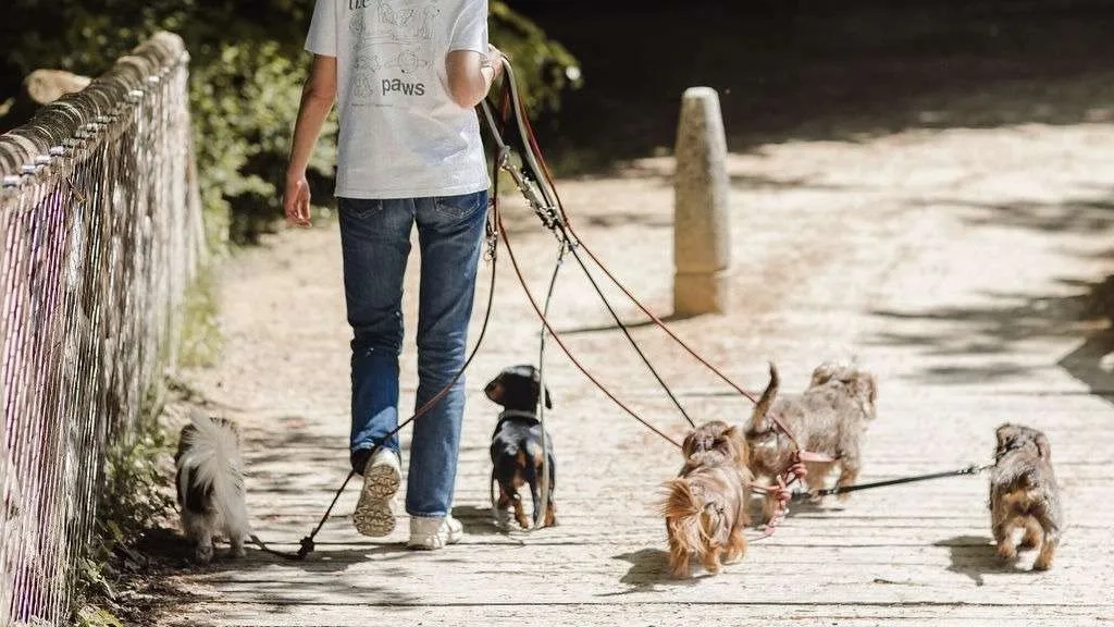 Chien en ville, comment s'en occuper