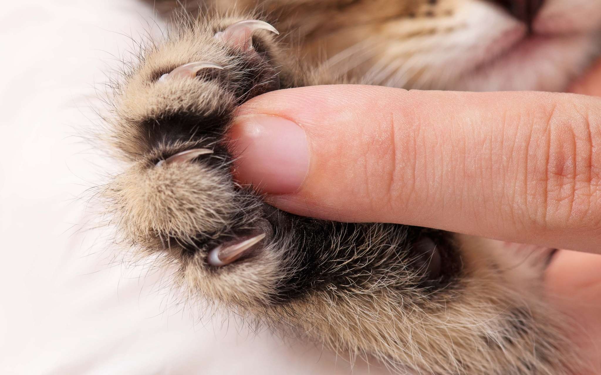 Couper les griffes de son chat