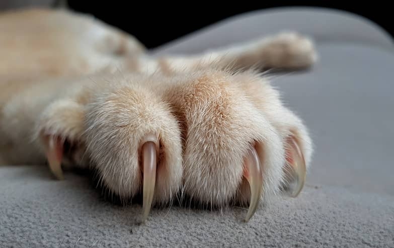 Griffes de chat, comment les couper facilement