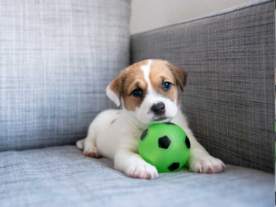 Chien en appartement, comment assurer son bien-être ?