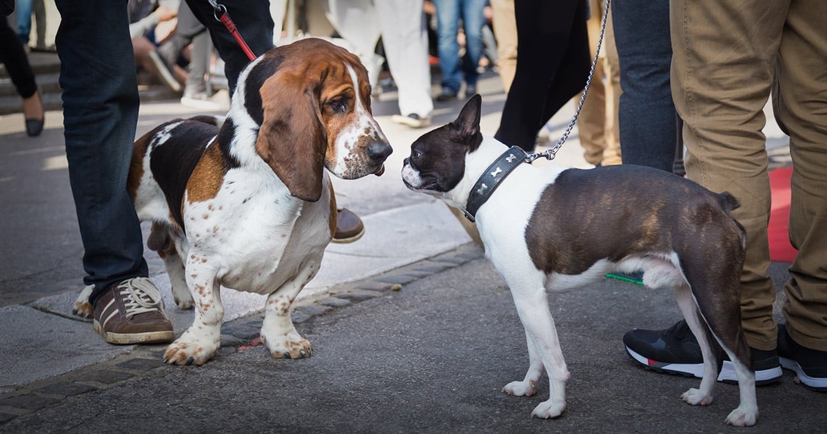Croisement entre chien avec une laisse