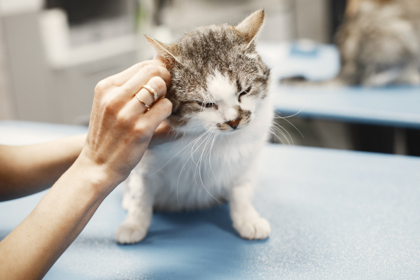 Soigner l'otite du chat