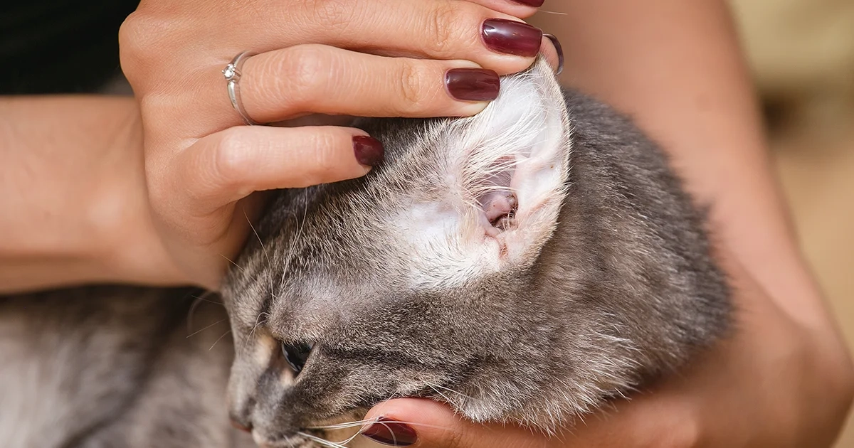 L'otite du chat c'est quoi ?