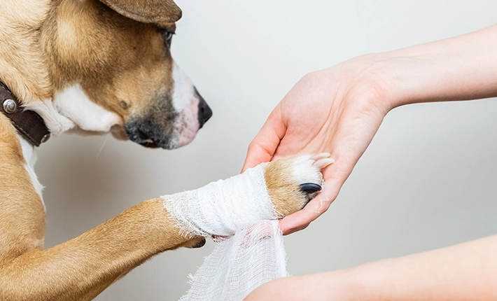 Prodiguer les premiers soins à son chien/chat
