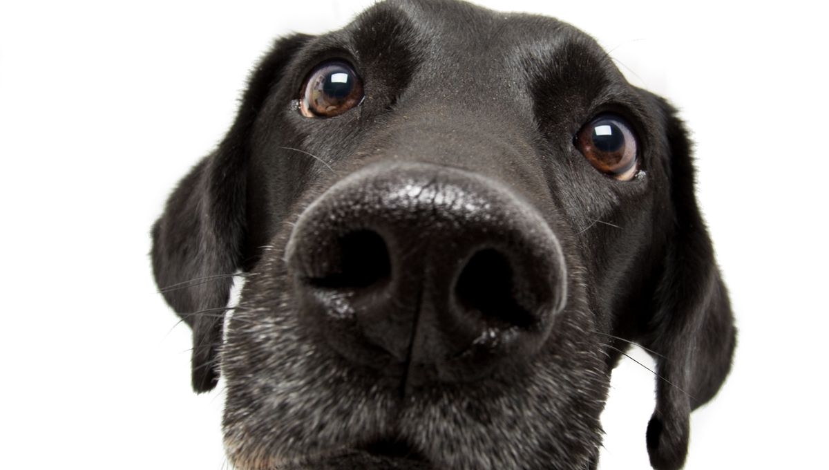 Truffe en bonne santé chien
