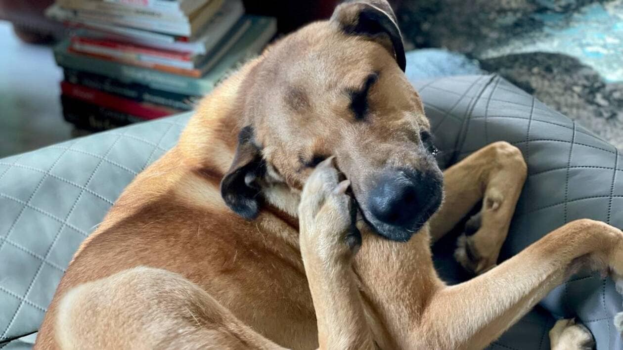 Mon chien se gratte tout le temps : causes, solutions naturelles et remèdes efficaces