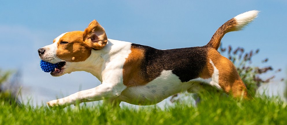 Beagle