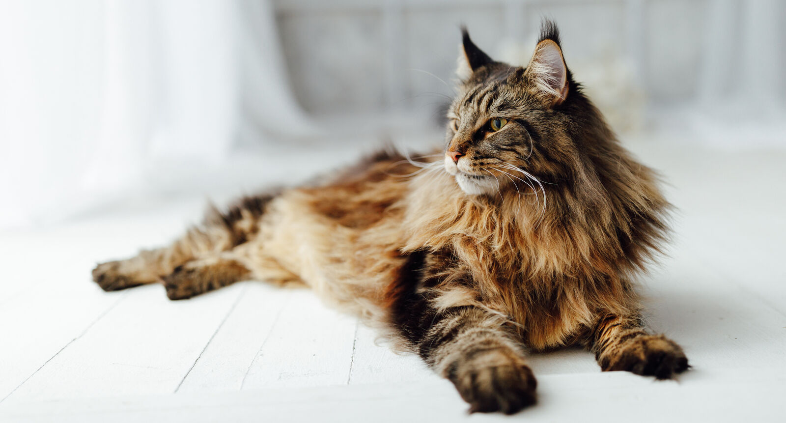 Maine Coon