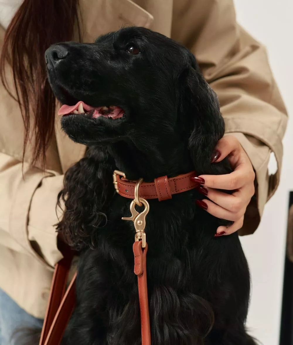 Ensemble laisse et collier chien cuir végan marron cognac - Détails dorés premium - CasualPets