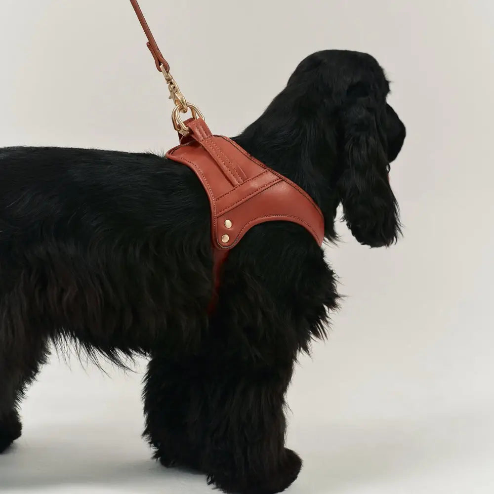 Harnais chien cuir végan marron cognac et laisse assortie - Confort et contrôle premium - CasualPets
