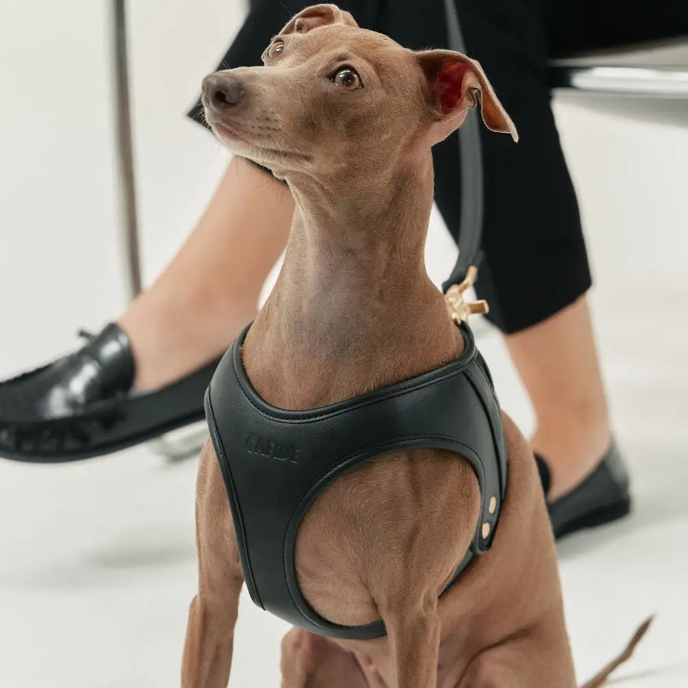 Harnais chien cuir végan noir design élégant - Confort et style premium pour lévriers et races fines - CasualPets