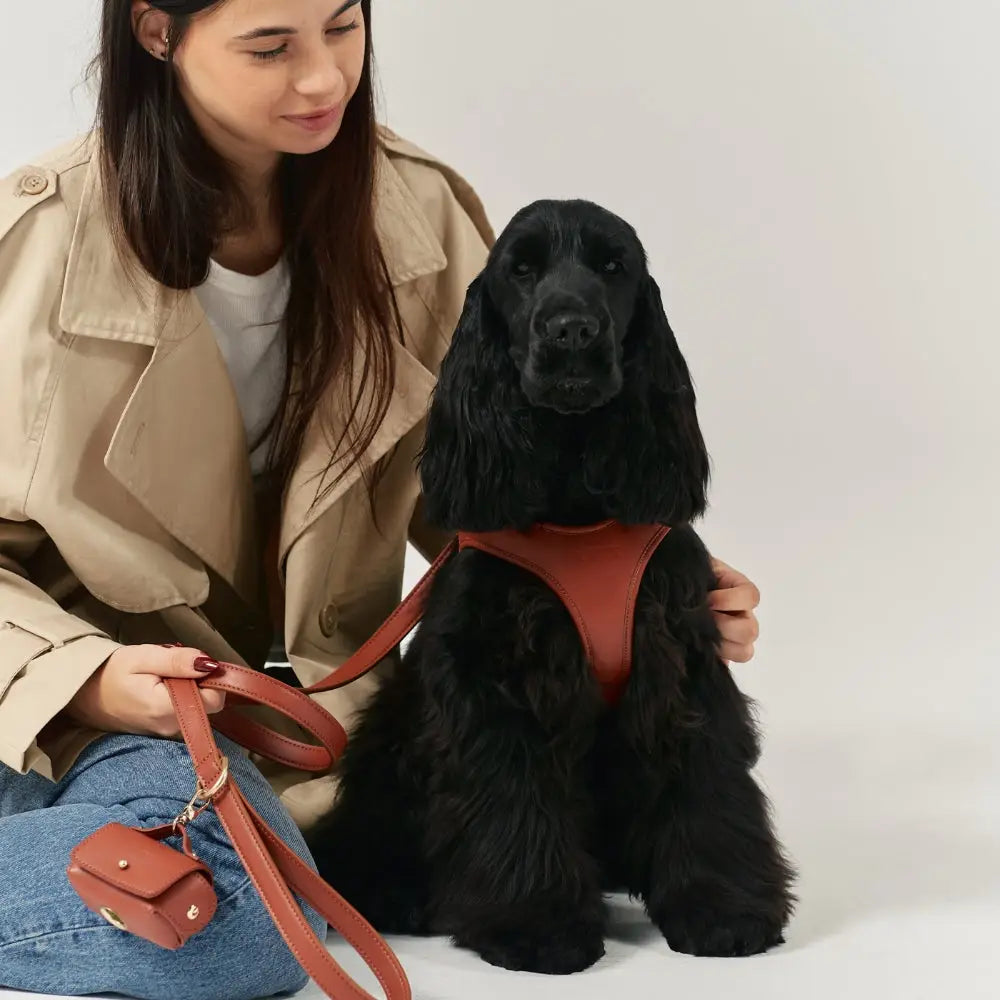 Harnais, laisse et porte-sac à déjections cuir végan marron cognac - Kit accessoires chien confort premium - CasualPets