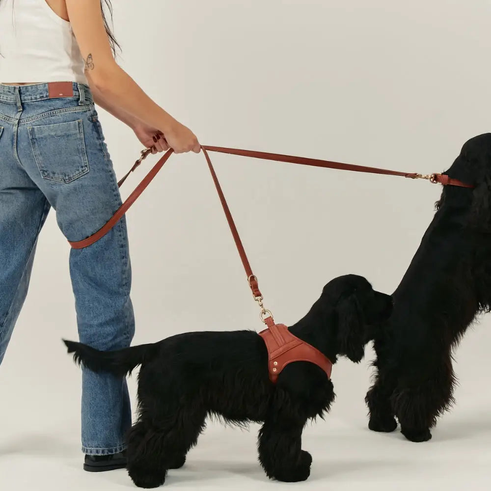 Laisse double chiens cuir végan marron cognac avec harnais assortis - Accessoire promenade 2 chiens premium - CasualPets