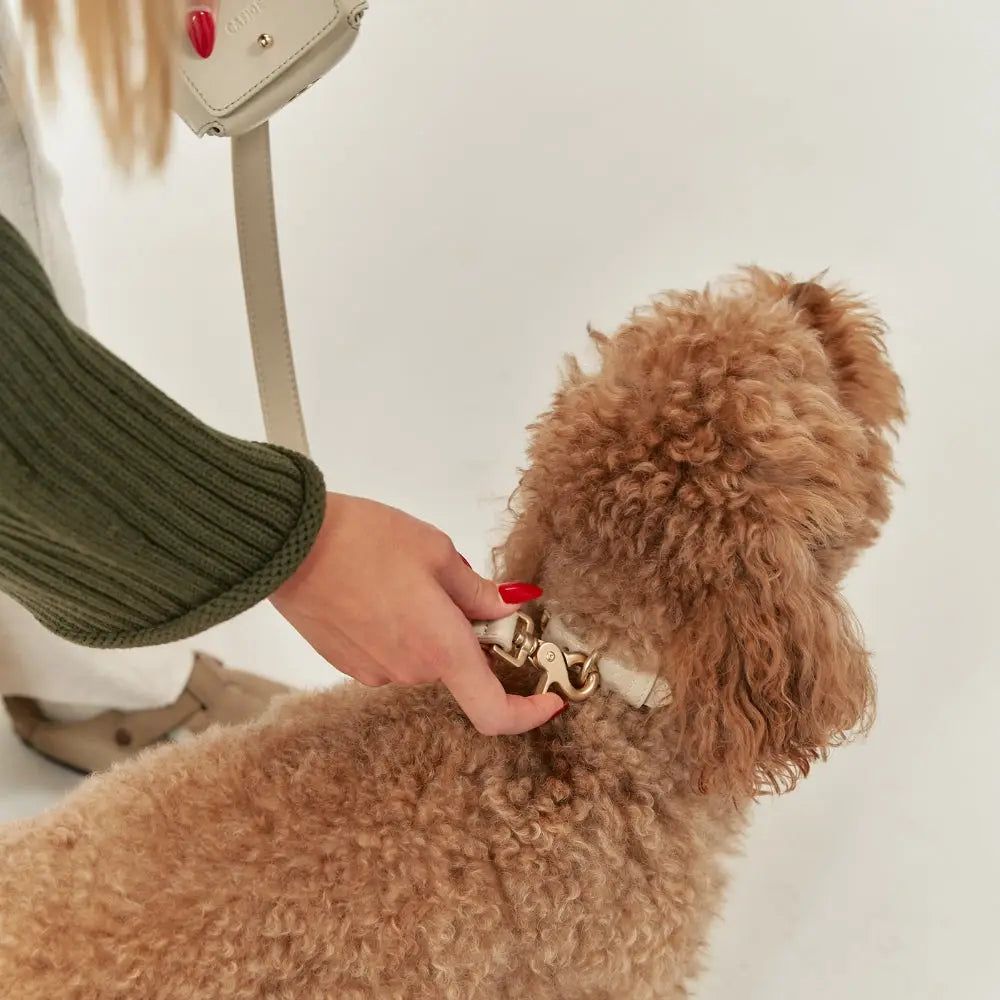Porte sac à déjections cuir végan beige et collier cuir vegan avec mousqueton doré - Accessoire pratique pour laisse chien - CasualPets